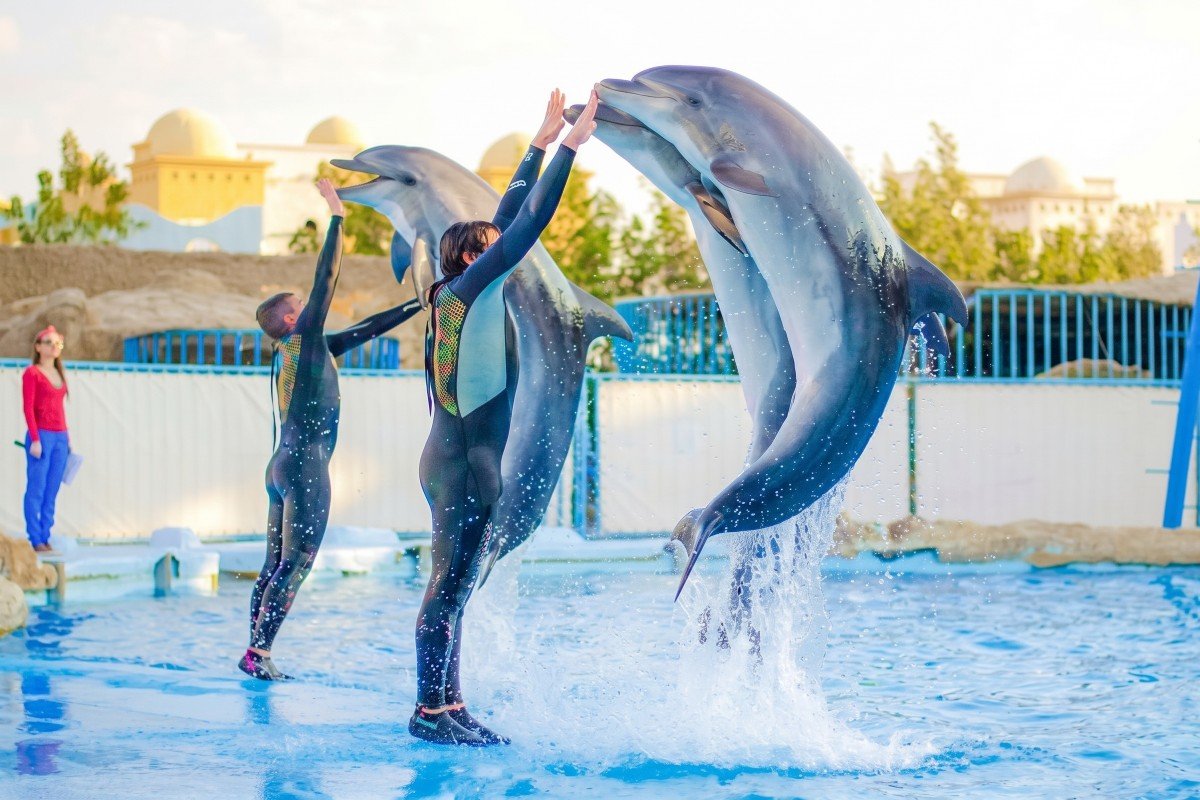 Delfinarijum i predstava Delfina Hurgada