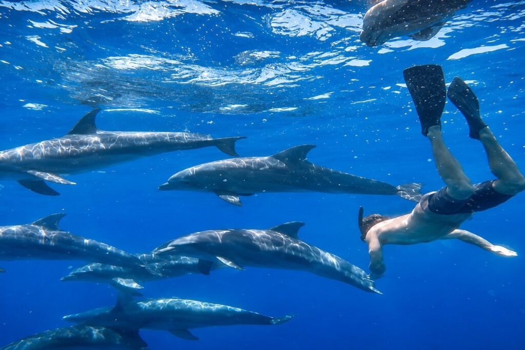delfin Hurgada izlet
